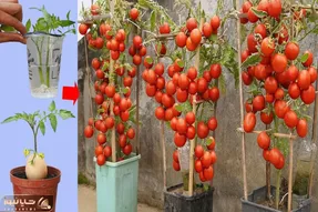 کشاورزی خلاقانه؛ چطور تو سطل گوجه فرنگی بکاریم که پر بار بشه؟ یه روش عالی واسه آبیاری