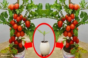 کشاورزی نوین؛ تخم مرغ و خاک رو با هم قاطی کردن توش گوجه کاشتن