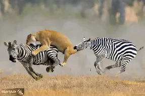 از جذابیت های حیات وحش؛ حمله درد آوره ببر به گورخر ول کن نیست ضربه فنی کرد بدجور!