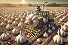 کشاورزی نوین؛ با ابزار به روز سیر کاشتن به بزرگای یک قله 1000پایی هر حبه شو جدا میبرن
