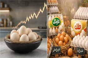 قیمت تخم‌مرغ امروز 3 آبان 1405؛ شانه تخم‌مرغ در بازار به چقدر رسید؟