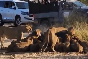 یک گله شیر عظیم الجثه همزمان روی لاشه یک بوفالو فرود آمد!
