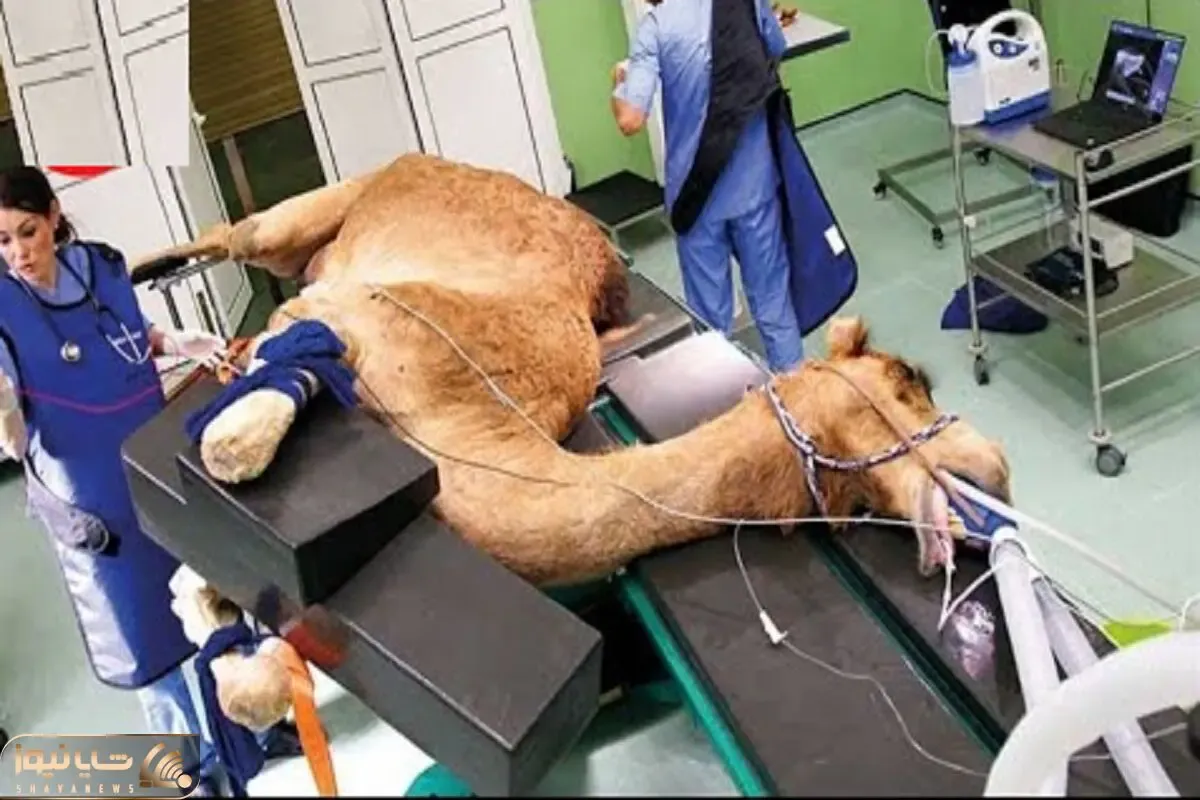 فرآوری شتر؛ شیر شتر و دست بسته میدوشه زنده پوستشو با چاقو جدا و ساطوریش میکنه