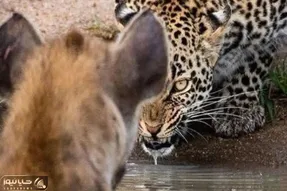 از جذابیت های حیات وحش؛ چشم غُره ترسناک پلنگ به کفتار و کفتار آویزونی که شکار پلنگ دزدید