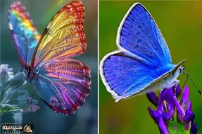 زیبا ترین پروانه ها در سراسر دنیا / پروانه وزنه بردار شیشه ای در جنگل های آمریکا
