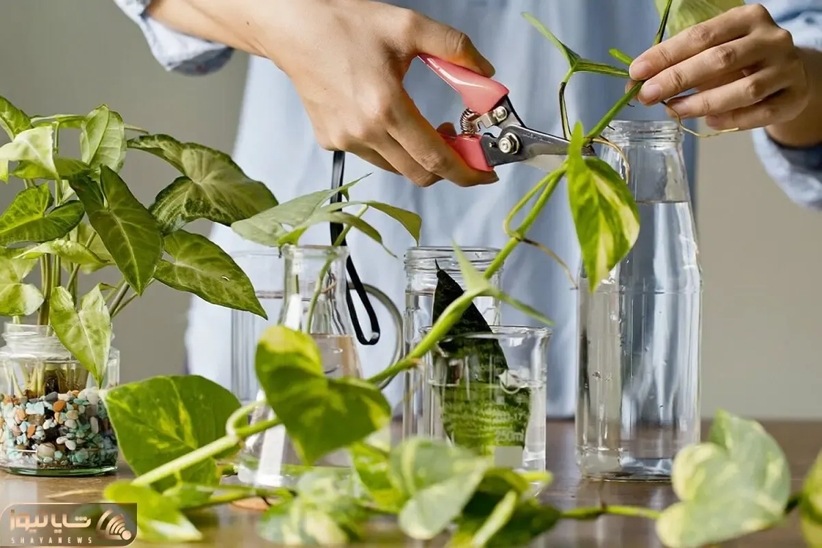 کاشت و برداشت خانگی؛ چرا قلمه پتوس بعد از انتقال به خاک بی حال میشه؟ نکات مهم تکثیرش