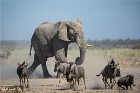 جذابیت حیات وحش / کل یالدار رفت رو اعصاب فیل غول شل و پل شد