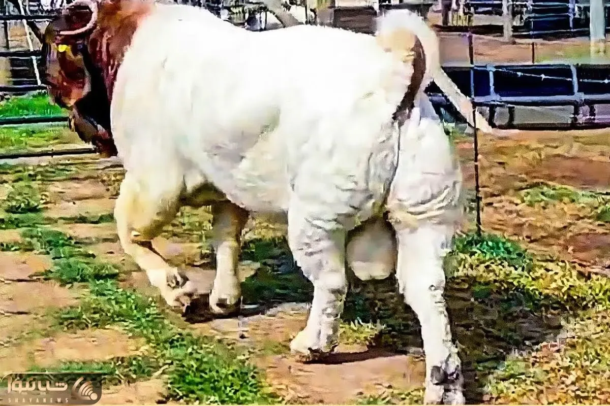 حیوانات غول جثه؛ ببینید این بزها چه غیرعادی بزرگ هستند و بعضی هاشون اندازه گاون