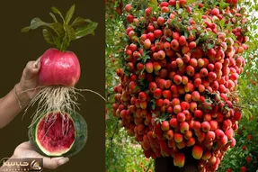 کشاورزی بدیع؛ سیب رو تو هندوانه کاشتن بهش موز و تخم مرغ زدن از بالاش یه درخت درومده