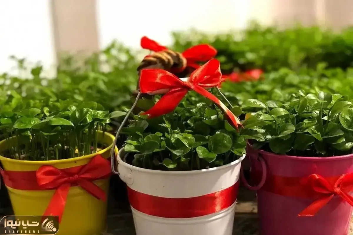 ایده های خلاقانه؛ سبزه گندم و ماش بیخیال امسال عید نارنج سبز کن بعدم بکارش درخت شه