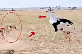 معماری طبیعت؛ پرنده مادر سر دفاع از بچه اش ننه ی چیتا رو آوورد جلو چشمش