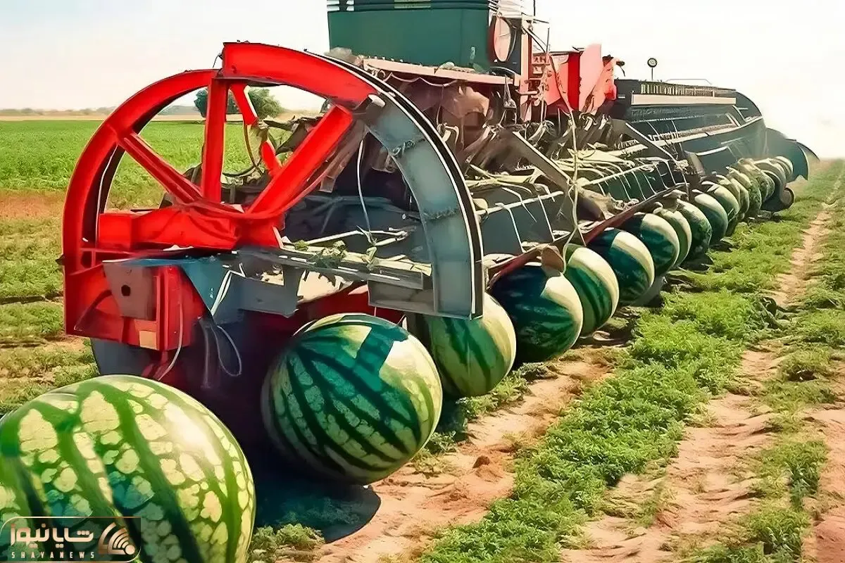 ابزارآلات غول پیکر؛ ماشین مدرن آوردن وسط باغ هندونه بچینه خودشون برن یللی تللی
