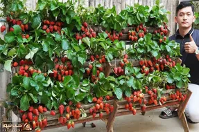 کاشت و برداشت خانگی؛ باغچه کف حیاط نداری؟ خب تو تراس باغچه عمودی بساز شاهکار