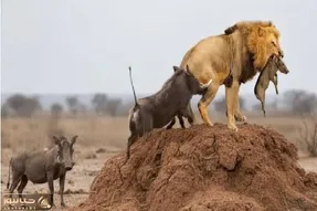 مستند حیات وحش / گراز آفریقایی در جنگی حماسی برای نجات گله