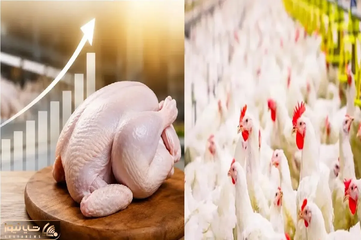 قیمت مرغ امروز 22 تیر 1405 + جدول