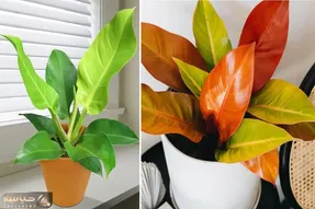 راهنمای نگهداری از گیاه فیلودندرون + آشنایی با انواع این گیاه زیبا و روش های تکثیر