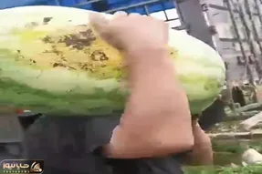 کشاورزی نوین؛ یه هندونه هایی پرورش دادن از شدت گندگی و سنگینی موقع جابجایی کول میکنن