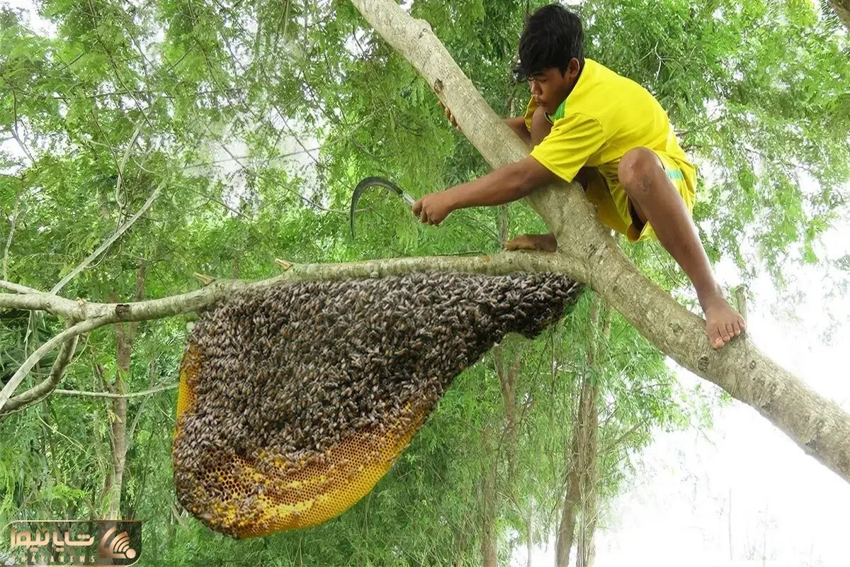 از جذابیت های حیات وحش؛ آقاهه ته کله پوک هاست کندویی که پر از زنبور هست رو دزدید