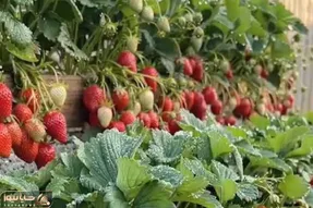 پرورش متحیر کننده؛ توت فرنگی میکاره پله ای 100دور از ترفندش فر میخوری