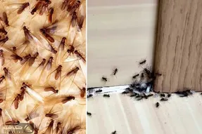 از بین بردن مورچه بالدار تو خونه / جرئت نداری بخوابی انقد مورچه هست؟ / اینجوری خلاصی