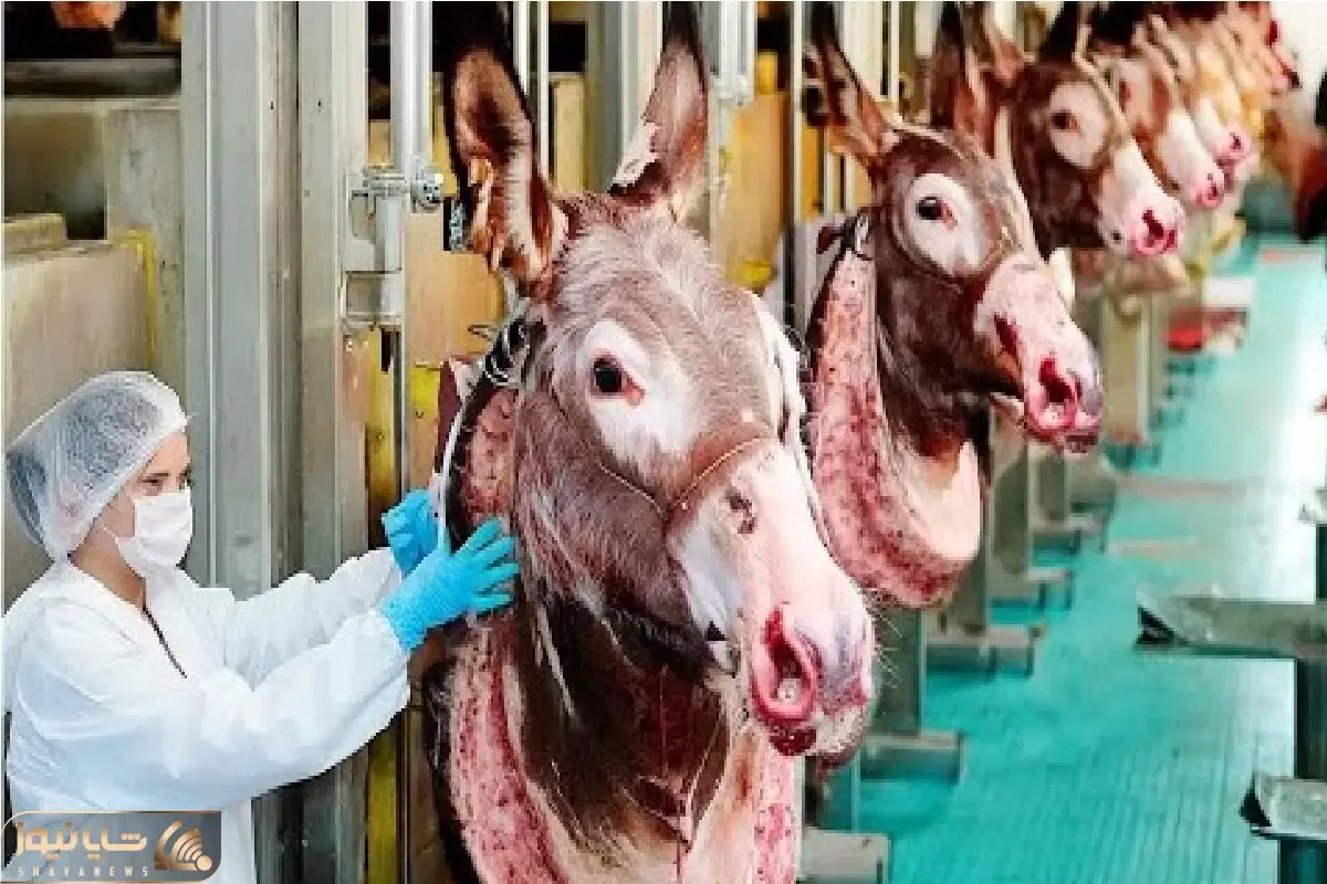 فرآوری الاغ؛ الاغ چموش رو با لیفتراک برد سلاخخونه تا از شیره وجودش هم بهره ببره