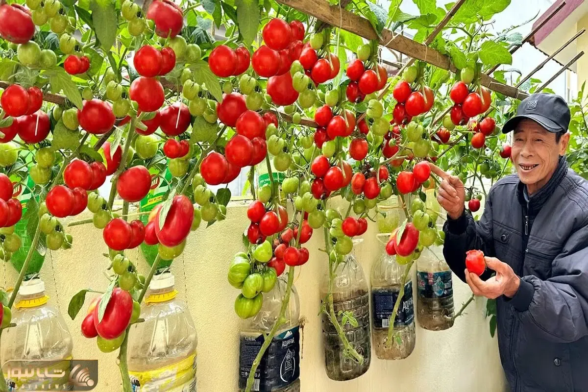کشاورزی نوین؛ تو بطری دوغ گوجه کاشته انداخته روی داربست یه خروار محصول داده