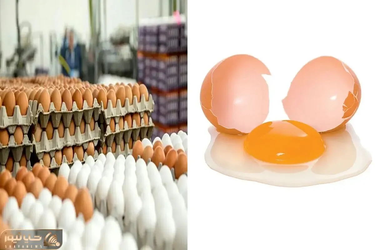 قیمت تخم مرغ امروز چهارشنبه 9 اردیبهشت 1405 + جدول