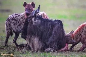 صحنه بسیار دلخراش جون دادن کل یالدار زیر دست و پای کفتار ها؛ دلشو نداری نبین