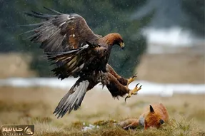 از جذابیت های حیات وحش؛ عقاب غول پیکر روباه بیچاره رو مثل اف چهارده شکار کرد!