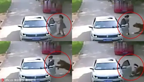 لحظه وحشتناک و مرگبار حمله ببر وحشی به زن جوان!