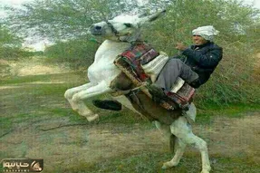 آواز شاد؛ مرد با همکاری الاغش یه رقص فضایی رفت که ببینی دیگه به خر نمیگی حرف گوش نکن
