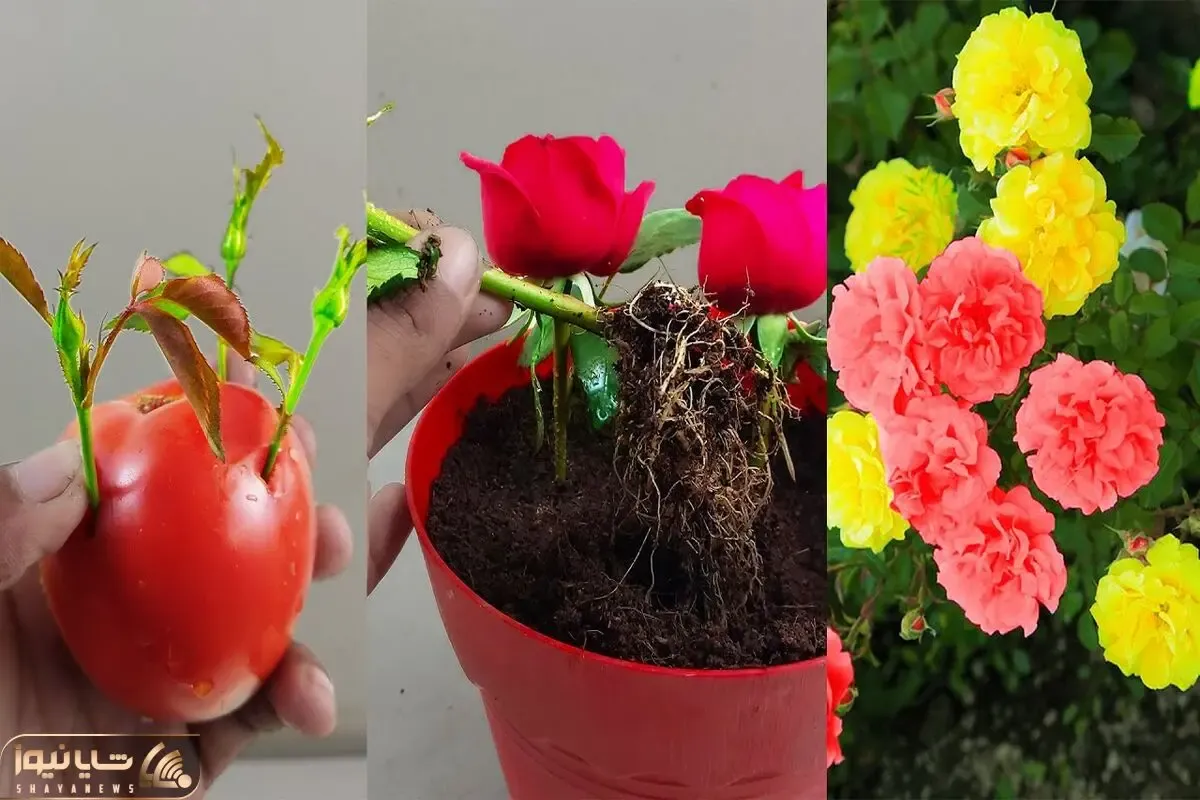 ایده های خلاقانه؛ گل رز رو با استفاده از گوجه و پیاز قلمه بزن بعد 20 روز محشر میشه
