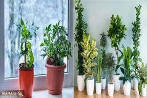 مراقبت گیاهان در فصول سرد/ با این نکات گیاهاتو از سرمازدگی و افسردگی نجات بده