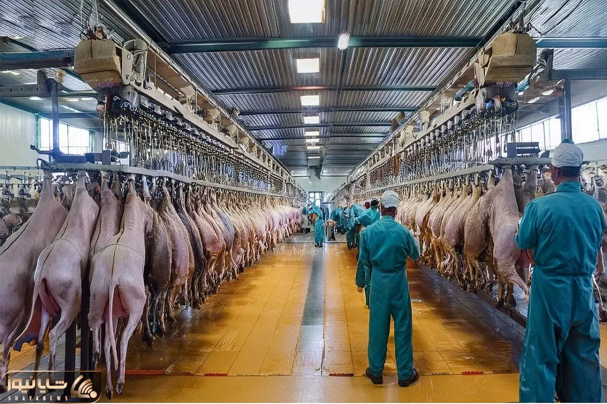 فرآوری الاغ؛ هیچ جای الاغ دور نمیریزن گوشتش استیک میکنن و شیر غلیظش رو مینوشن