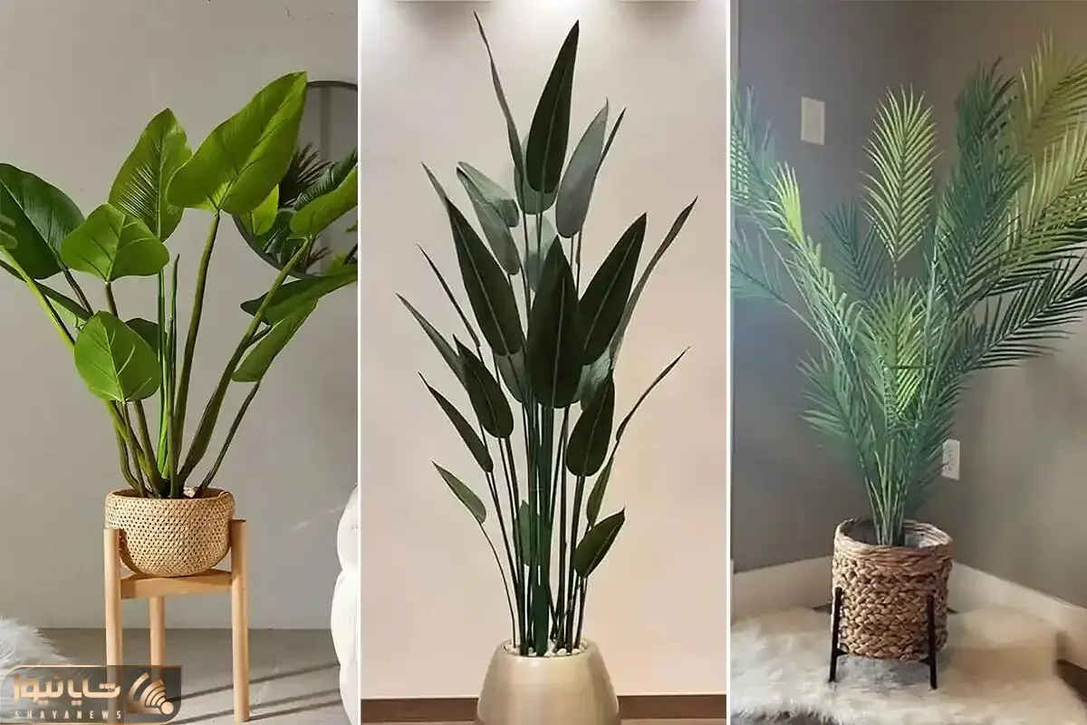 گیاهان آپارتمانی با دوام در برابر نور کم مختص خونه های تاریک و خفه؛ مناسب هر 4 فصل