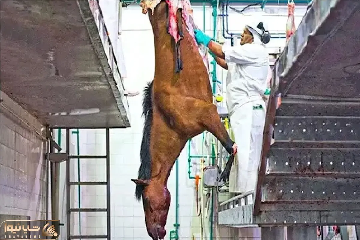 فرآوری اسب؛ اسب که به هن و هن افتاد میکشن به چهارمیخ آماده شه برای استیک آبدار