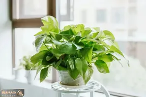 کاشت و برداشت خانگی؛ چه کار کنیم تا پتوس 2 ماهه پهن برگ بشه؟ سه نکته که تضمینی جوابه