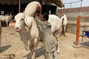 پرورش گاو؛ سنگین ترین گاو آسیا که کسی جرئت نداره بهش دست بزنه