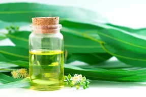 خواص شگفت انگیز روغن اکالیپتوس