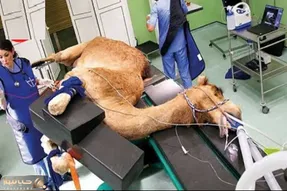 فرآوری شتر؛ شیر شتر و دست بسته میدوشه زنده پوستشو با چاقو جدا و ساطوریش میکنه