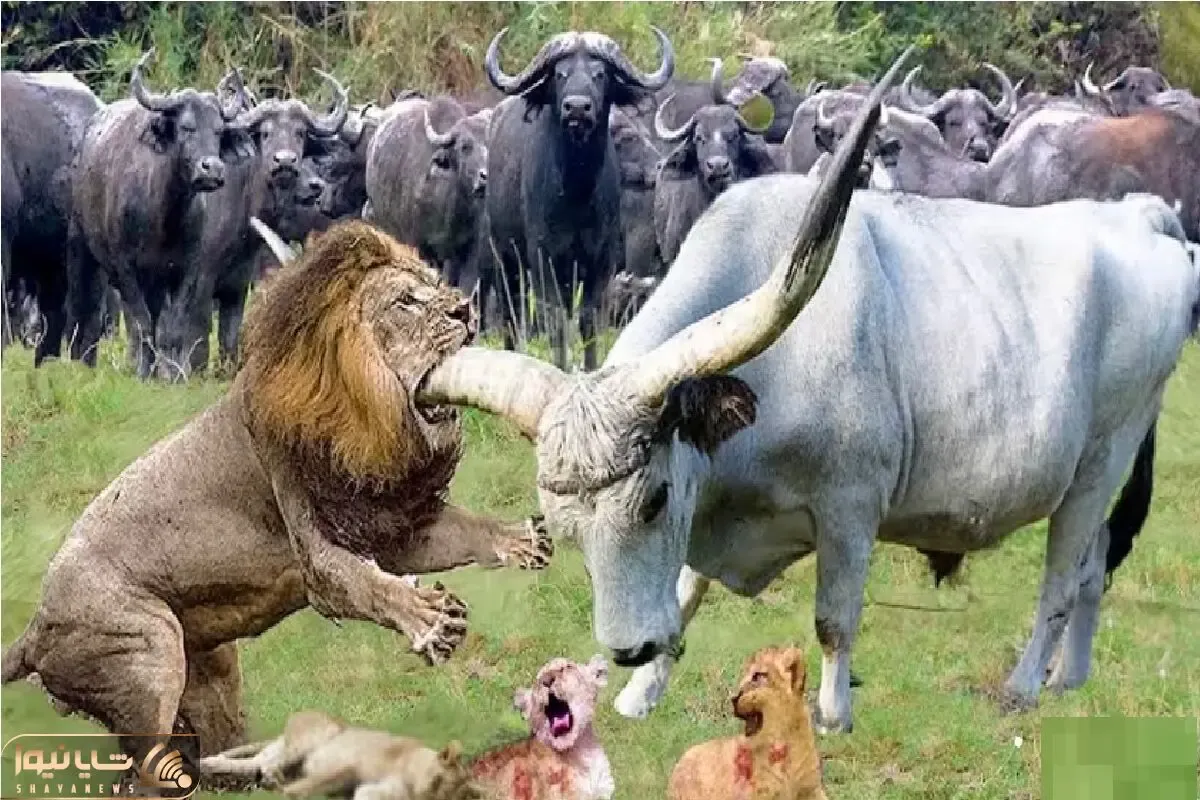 مستند حیات وحش؛ حمله رئیس گله گاومیش به توله‌شیر و انتقام خشمگینانه شیر ماده