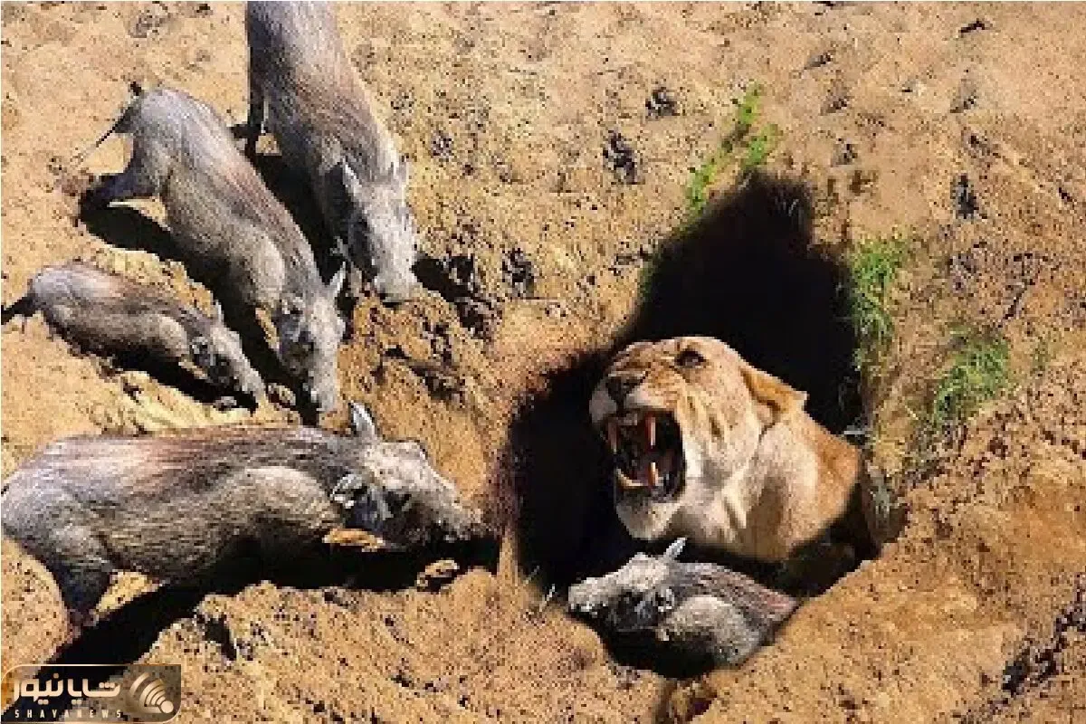 مستند حیات وحش / شیر پیگیر انقدر سوراخ گراز کند تا خودش جایگزین شد