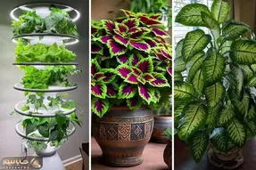 معرفی گیاهان آپارتمانی بزرگ برای خونه و محل کار؛ نحوه نگهداری دقیق و نمونه برا مبتدیا