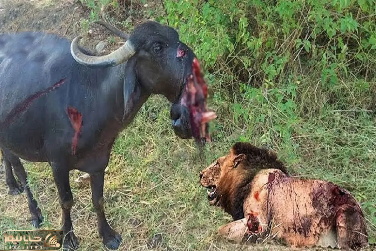 بدایع حیات وحش؛ شیر سفاک پوزه کل یالدار و کند انداخت جلو سگ باقی گوشتشو بلعید