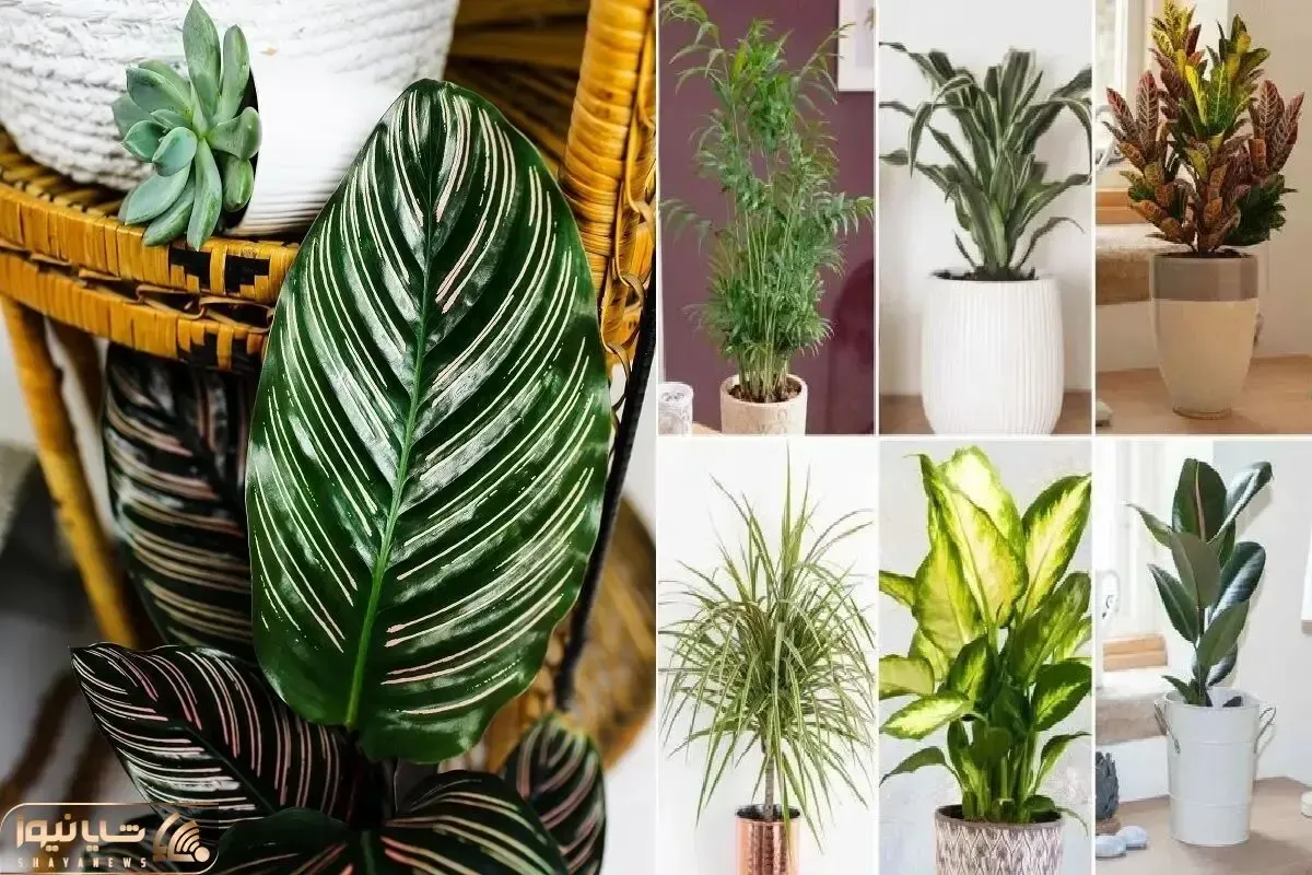 گیاهان آپارتمانی مناسب کم تجربه ها / نگو گل به دستم نمیفته اشتباه انتخاب میکنی میمیرن