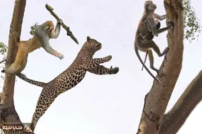 بدایع حیات وحش؛ بابون عصبانی برای محافظت از کودک با پلنگ روی یک درخت جنگیدند