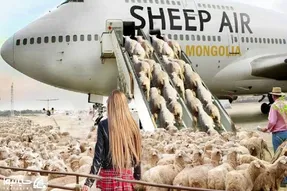 جا به جایی های زنده؛ نحوه جا به جایی میلیون ها گاو و گوسفند با کشتی و هواپیما