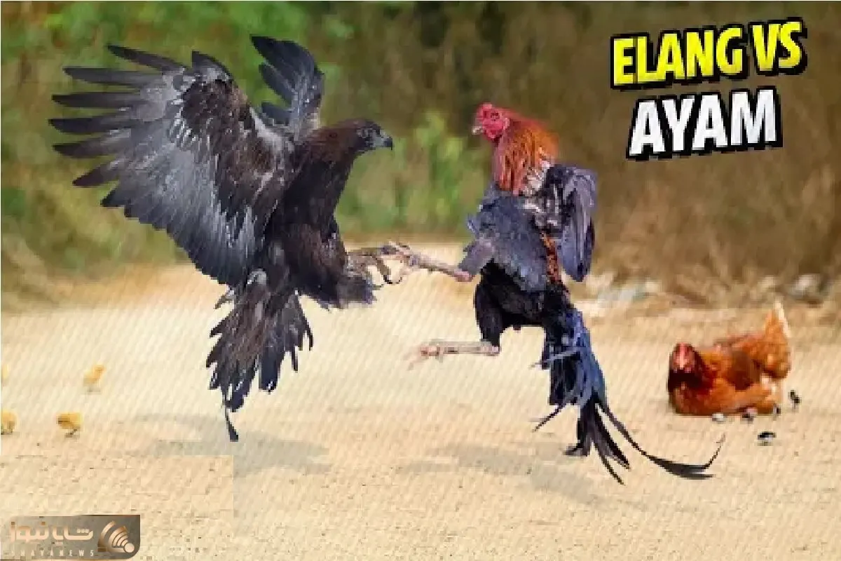 جذابیت حیات وحش؛ مرغ شجاع برای حراست از جوجه اش سگ، گربه و حتی عقاب منفجر میکنه