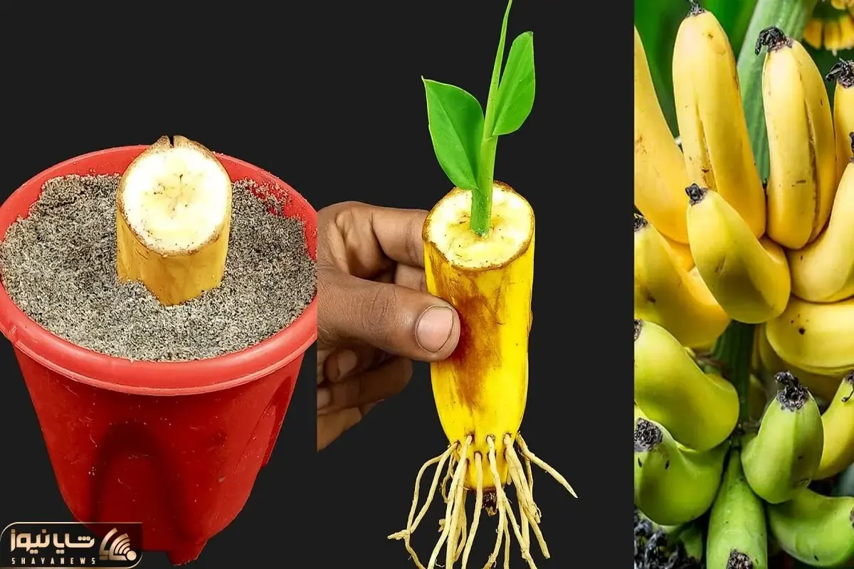 کاشت و برداشت خانگی؛ اینجوری با یک موز تو خونه درخت موز پرورش بده و میوه بچین