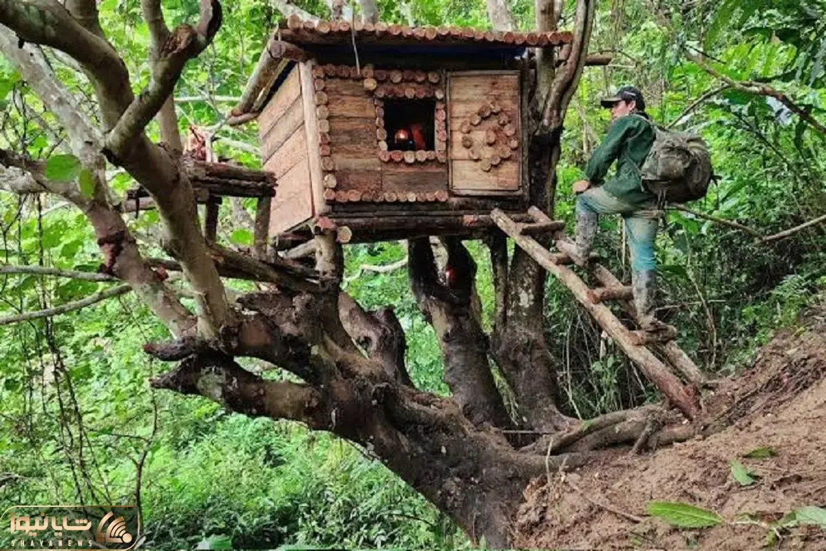 معماری خلاقانه؛ به جای آجر و سیمان با چوب و میخ توی جنگل بالای درخت کلبه ساخته